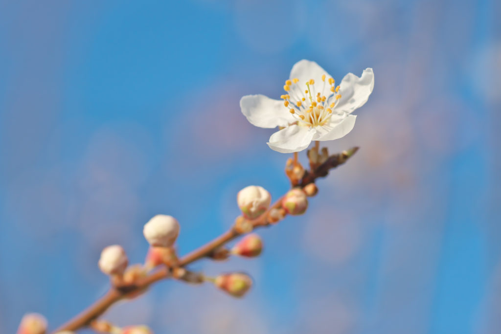 bourgeons iTer AGIR