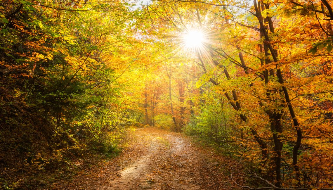 Week-end Présence Authentique