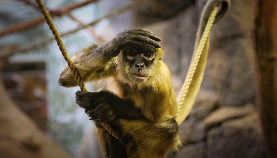 Ah non pas encore lui !