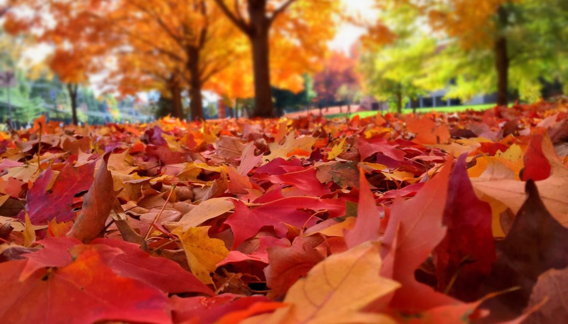 Je-dis-NON-et-je-me-dis-OUI